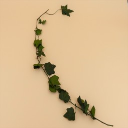 lierre grandes feuilles helix stabilisé