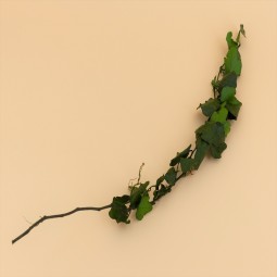 LIERRE PETITES FEUILLES HELIX MINI STABILISE