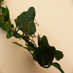 LIERRE PETITES FEUILLES HELIX MINI STABILISE