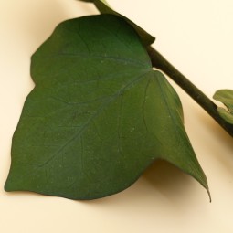lierre grandes feuilles helix stabilisé
