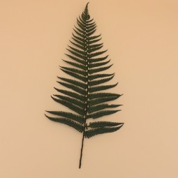 Fougère stabilisée