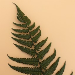 Fougère stabilisée