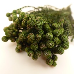 LANUGINOSA STABILISE