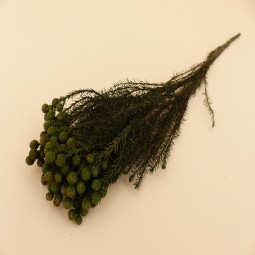 LANUGINOSA STABILISE