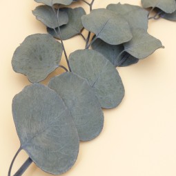 EUCALYPTUS STABILISE