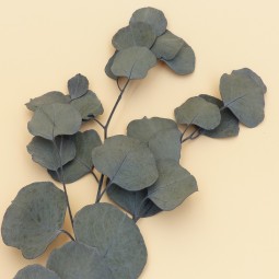 EUCALYPTUS STABILISE