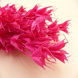 NIGELLE SECHEE FUSCHIA