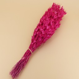 NIGELLE SECHEE FUSCHIA