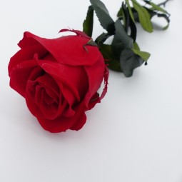 Roses tiges stabilsées