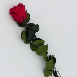 Roses tiges stabilsées