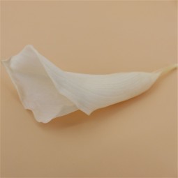 CALLA STABILISE