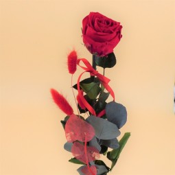 rose rouge stabilisée