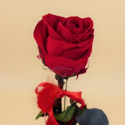 rose rouge stabilisée