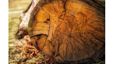 ATELIER "BOIS ET ECORCES" DU 15 NOVEMBRE